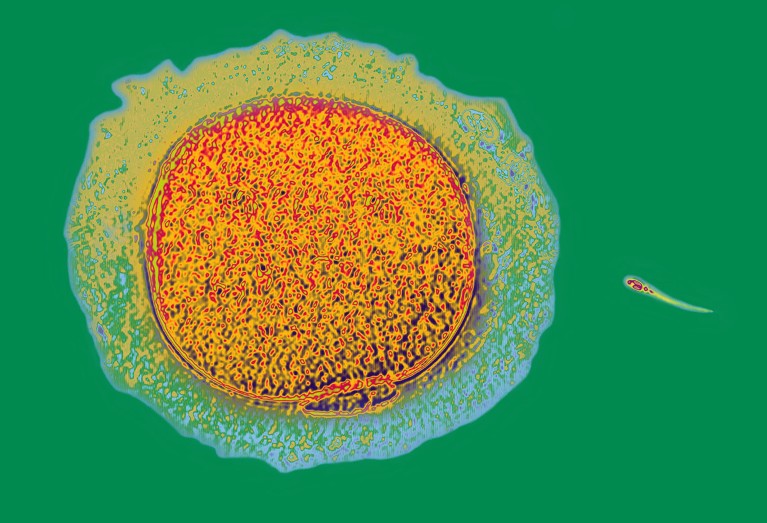Coloured light micrograph of a sperm cell (small, with a long tail) approaching an egg cell (much larger, roughly circular) on a green background.