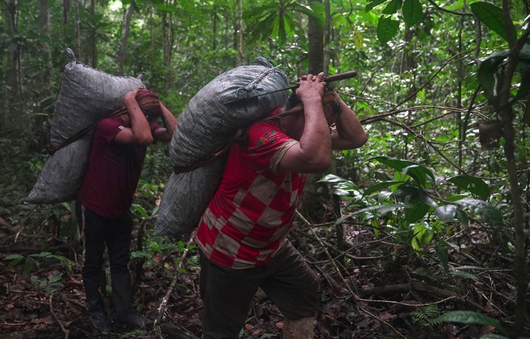 A man and his son both with a red t-shirt carry sacks of Brazil nuts in the Amazon rainforest near Luz de America, Bolivia, on February 14, 2023.