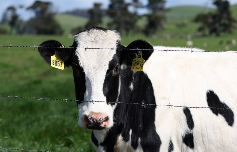 A black and white cow with yellow ID tags in it's ears grazes in a field at a dairy farm in California.