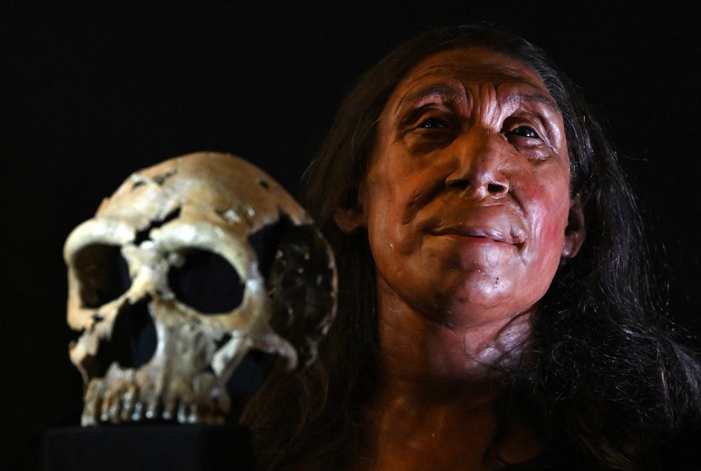 The rebuilt skull and a physical reconstruction of a Neanderthal woman.