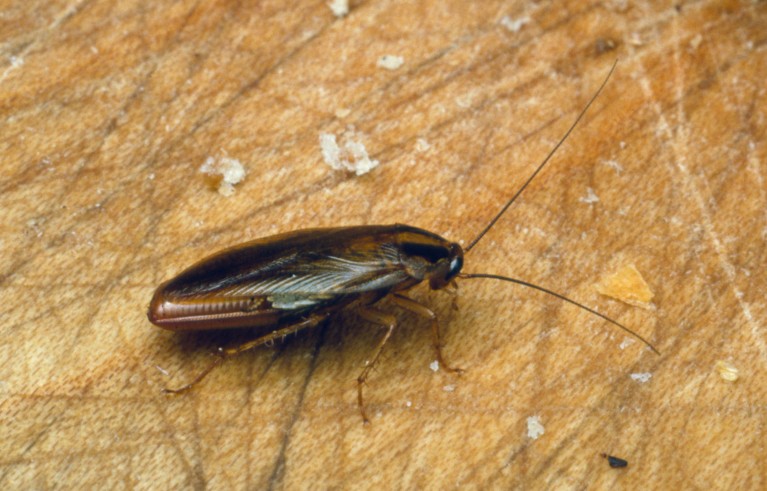 A pregnant female German cockroach rests on wooden surface scattered with bread crumbs.