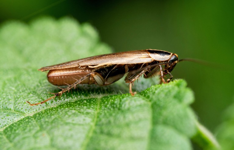 A Blatella asahinai cockroach carrying eggs rests on a green leaf.