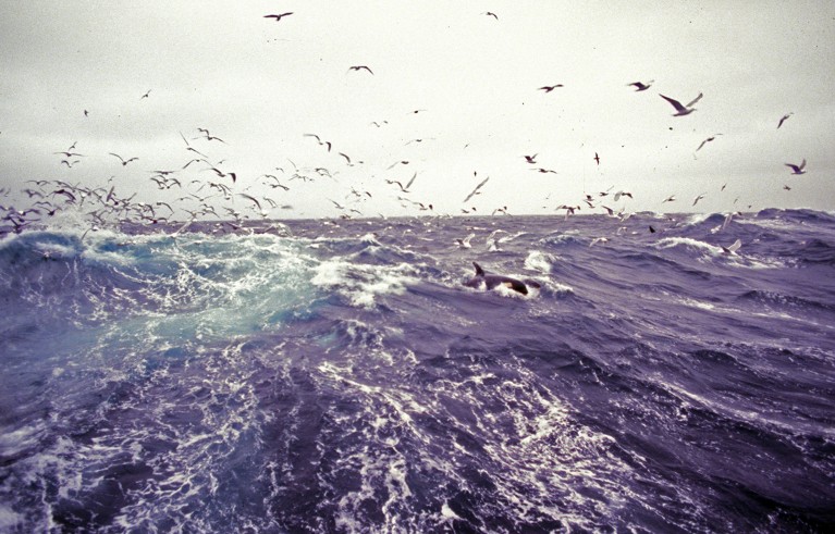 Killer Whales in open and high sea with birds above them.
