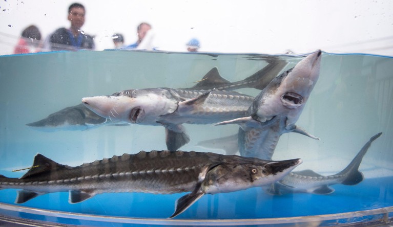 A tank of captive bred Chinese sturgeons about to be released to the Yangtze River in 2019.