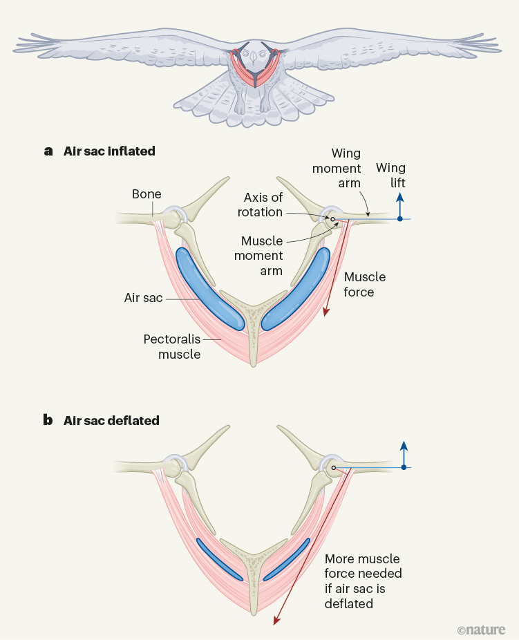 Air sacs reduce energy costs for soaring birds