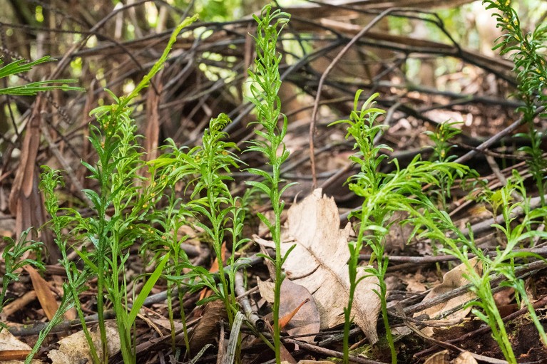 A number of Tmesipteris oblanceolata ferns growing amongst dead leaves.