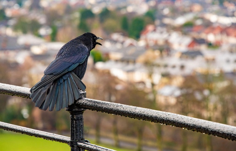 A single carrion crow calls from its perch on a metal railing.