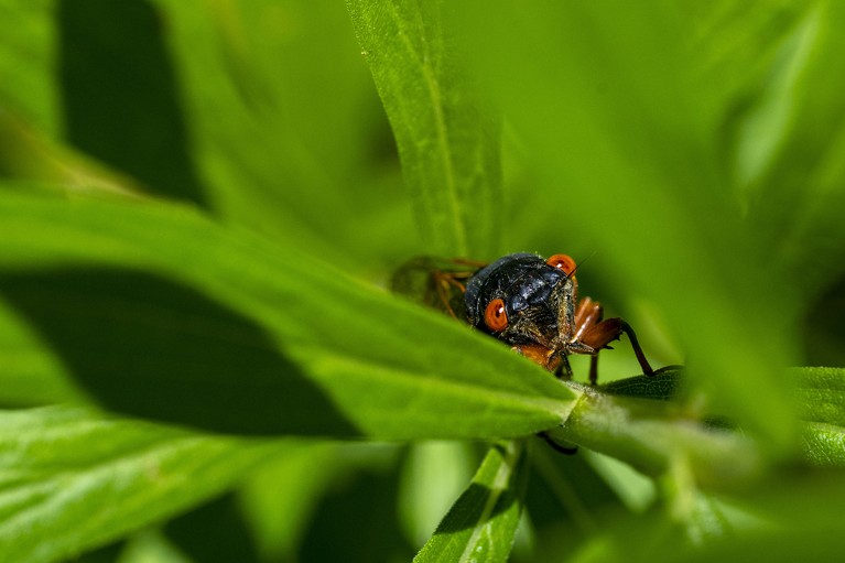 A cicada peeks out of a leafy bush in an Illinois park, U.S.