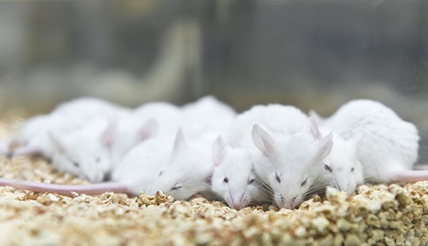 Un grupo de roedores de laboratorio durmiendo en una jaula.