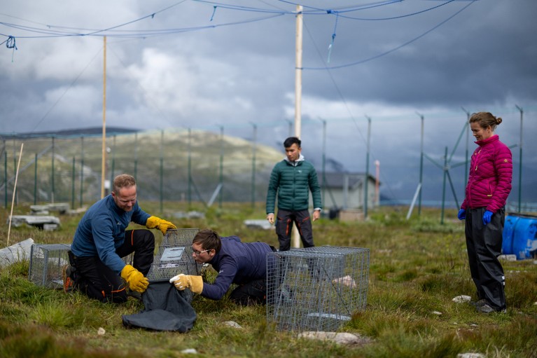 En un campo rodeado por una valla alta, Christine Øllvond y tres colegas inspeccionan las jaulas utilizadas para capturar crías de zorro ártico para someterlos a exámenes médicos durante el verano en Noruega.