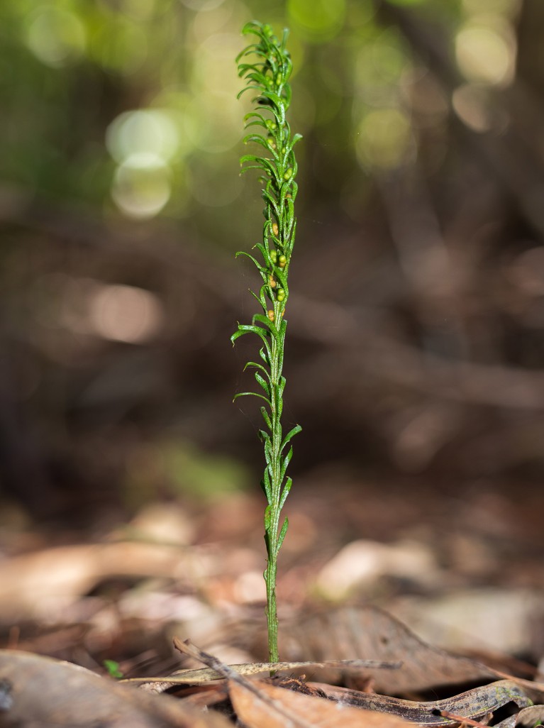 Un solo helecho Tmesipteris oblanceolata que crece entre hojas muertas.