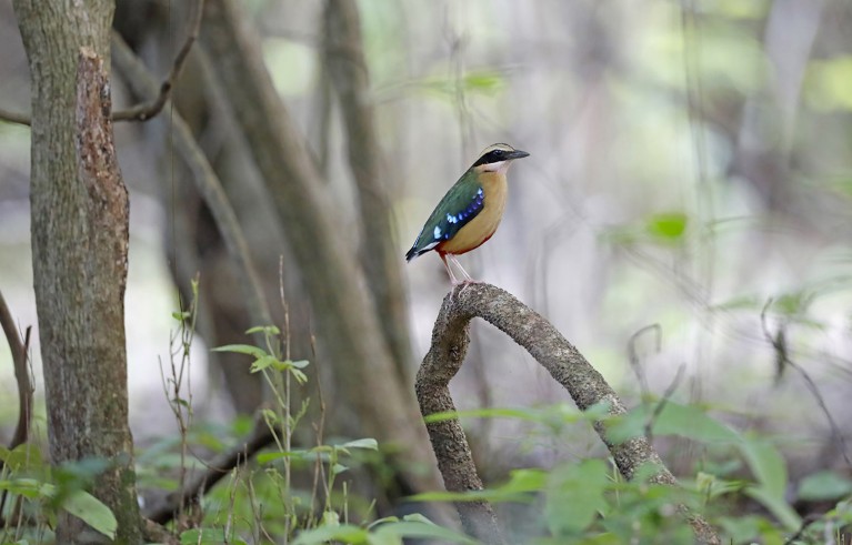 An African pitta perched on branch in a lowland forest in Mozambique.