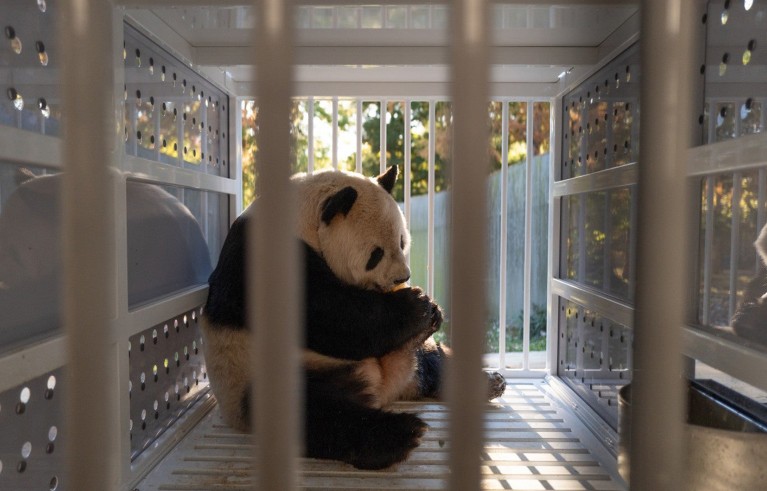 Adult giant panda Tian Tian eats frozen treat inside travel crate.