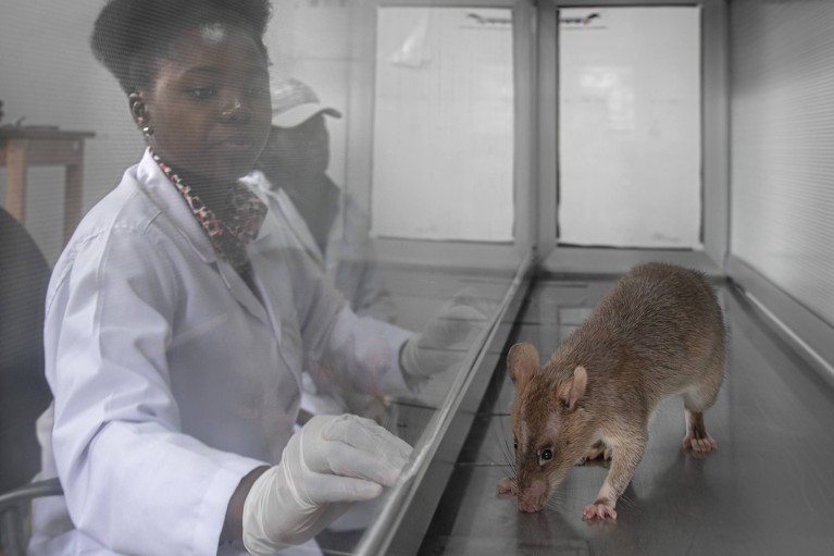 Person wearing white coat and gloves looking through glass at rat.