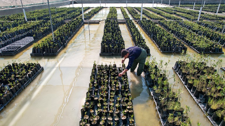 A worker takes care of mangrove tree seedlings to be planted against drought in Basra city, southern Iraq.