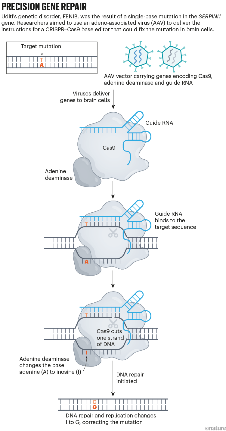 Un diagrama que muestra cómo se podría haber utilizado el editor de bases CRISPR-Cas9 para corregir una mutación de base única en el trastorno genético Oditi.