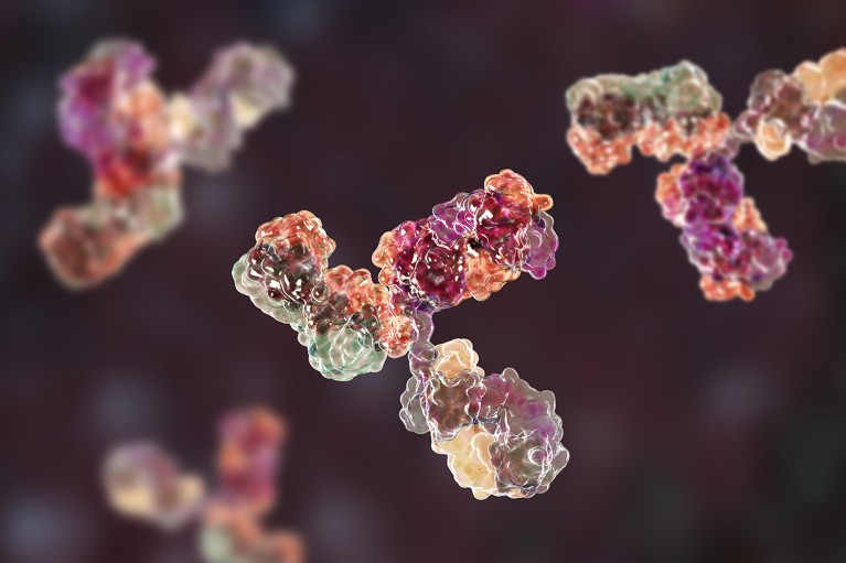 Computer model of the secondary structure of immunoglobulin G (IgG) which takes on an equal length Y shape.