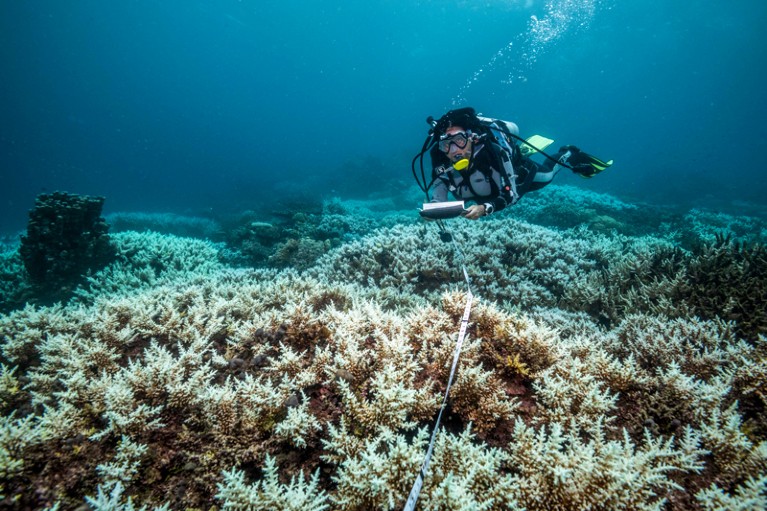 Sangeeta Mangubhai in scuba gear takes measurements at a bleached reef in Fiji