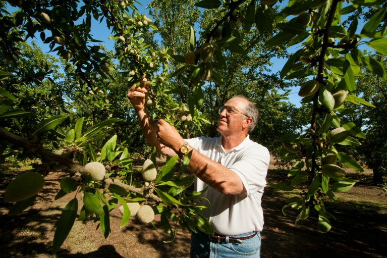 Un agricultor de almendras inspecciona su cosecha de almendras en un día soleado