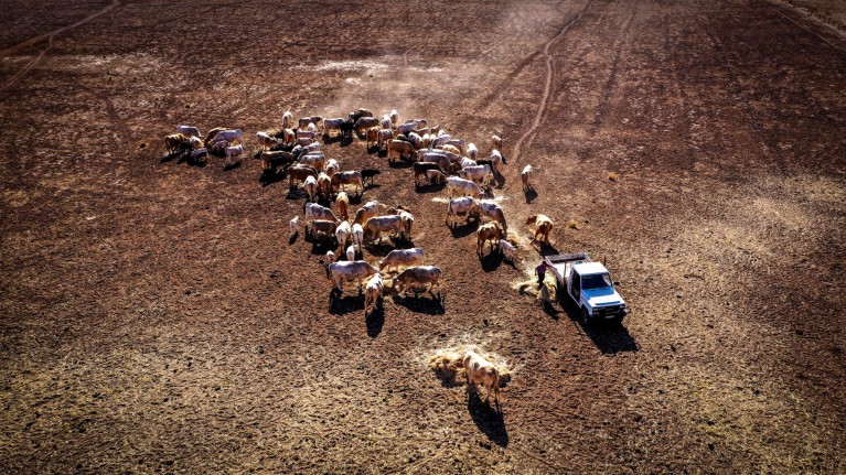 Vista aérea de una mujer alimentando con heno a sus vacas en un campo asolado por la sequía