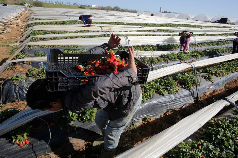 Los agricultores se agachan para recoger fresas y las llevan en una caja a la espalda al campo.