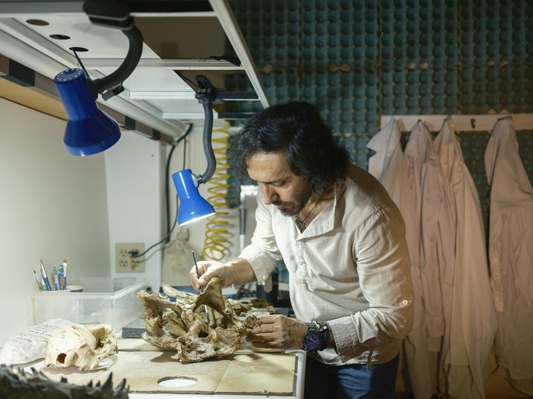 Rodolfo Salas-Gismondi working with fossils in his lab at Cayetano Heredia University, Lima, Peru.