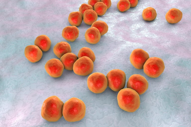 Computer illustration of veillonella bacteria shown in red and orange colours