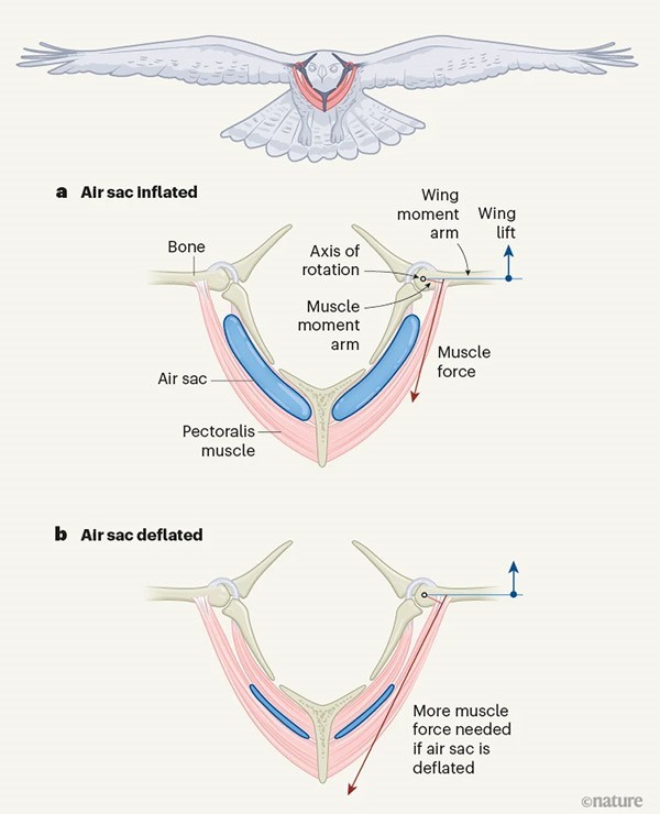 Un diagrama que muestra los sacos de aire inflándose y desinflándose durante el vuelo de las aves.