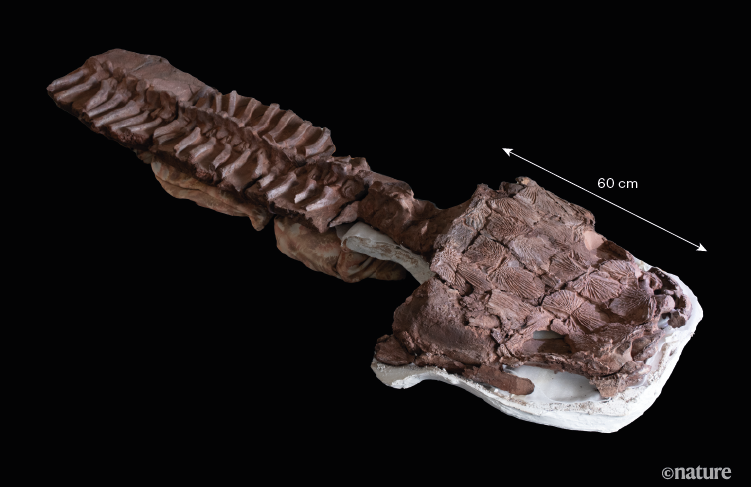 Fossils found far from the Equator point to globetrotting tetrapods