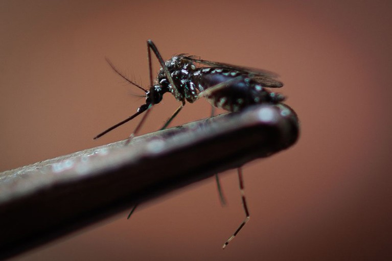 Close up view of a single Aedes aegypti mosquito held in tweezers.