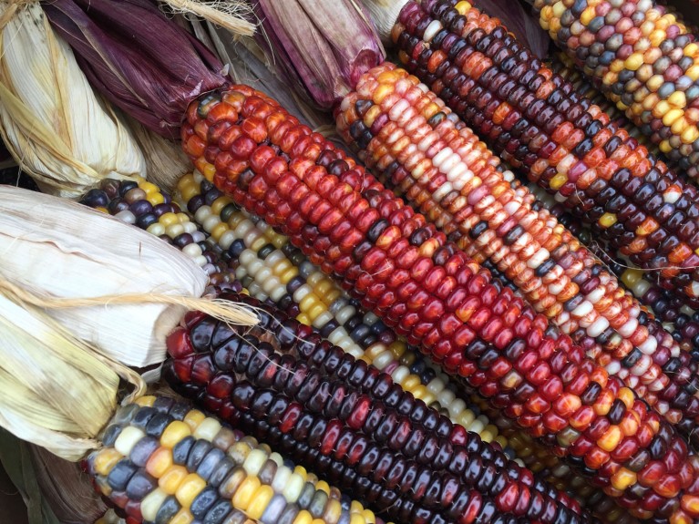 Pile of corncobs with multicoloured corn kernels of many shades of yellow, purple, red and orange