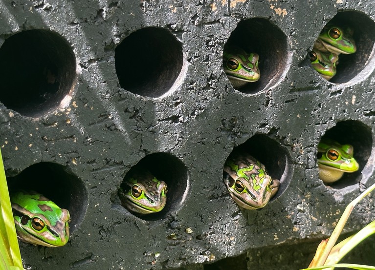 Adult green and golden bell frogs sitting in black-painted masonry bricks, which are part of newly developed hot house shelters, Australia.