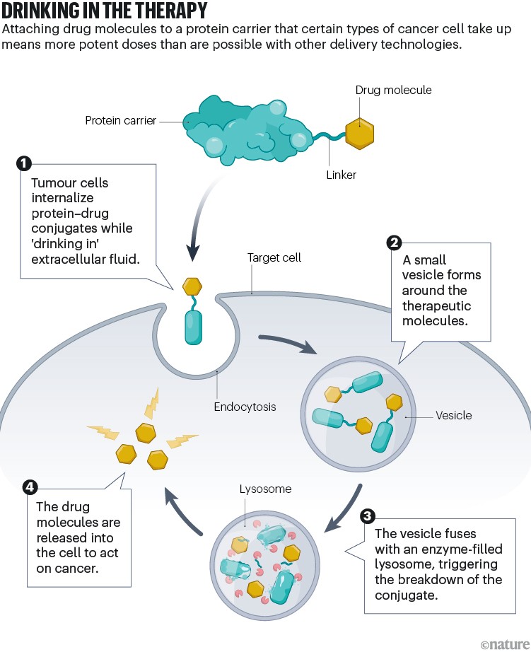 An infographic shows attaching drug molecules to a protein carrier that certain types of cancer cell take up means more potent doses than are possible with other delivery technologies.