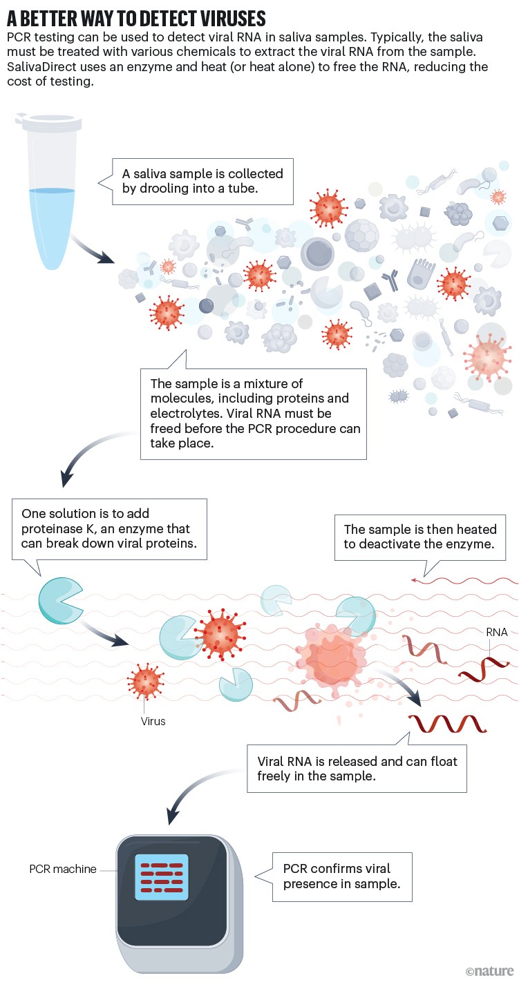 An infographic showing that SalivaDirect offers a better way to detect viruses, by avoiding the typical saliva treatment with various chemicals to extract the viral RNA from the sample. SalivaDirect uses an enzyme and heat (or heat alone) to free the RNA, reducing the cost of testing.