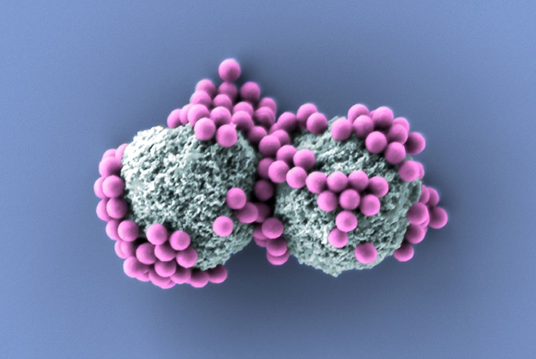 Coloured SEM showing two cell shapes covered in small spheres.