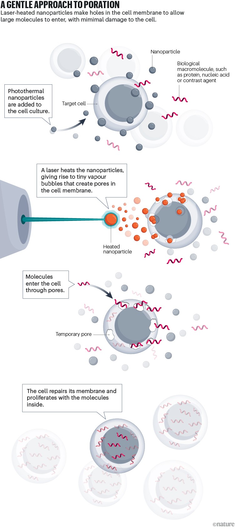 An infographic showing laser-heated nanoparticles make holes in the cell membrane to allow large molecules to enter, with mimimal damage to the cell.