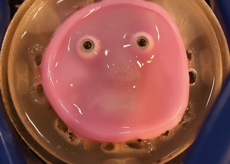 A looping gif of a pink robotic face covered with a dermis equivalent smiling