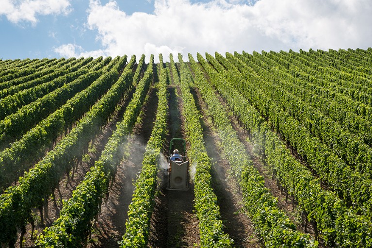 Wide view of a tractor spraying pesticides among neat rows of vineplants