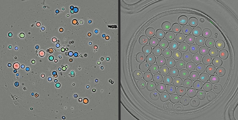 Two panels showing coloured organoids on a grey background.