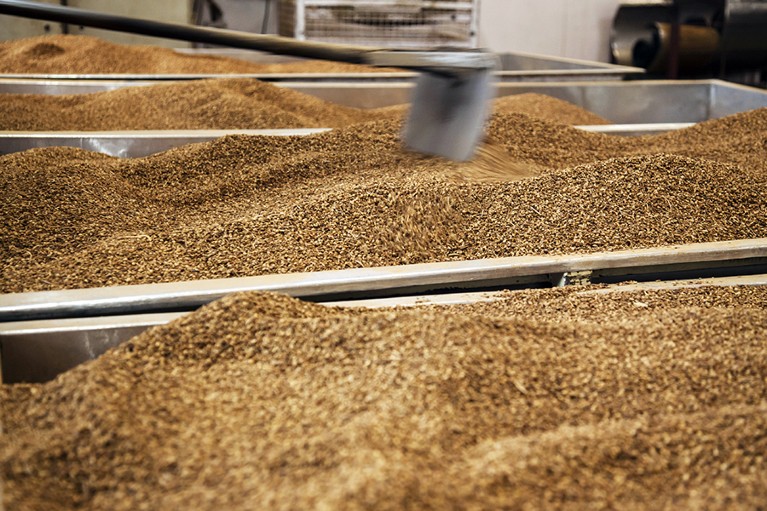 Roasted seeds in large metal containers are prepared for grinding in a factory