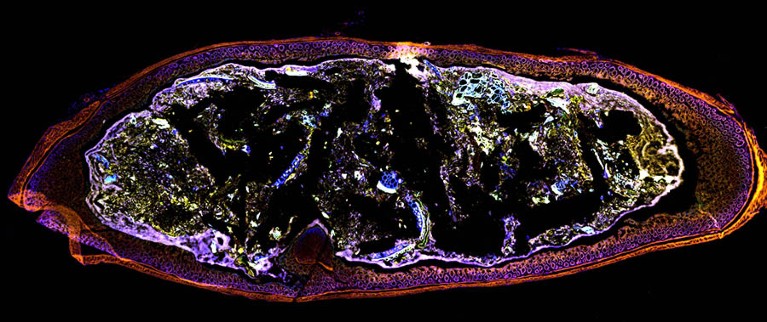 Colourful figure showing cross section of mouse colon