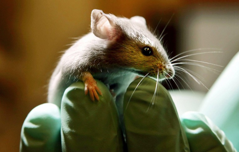 A laboratory mouse looks over the green gloved fingers of a technician in a laboratory.