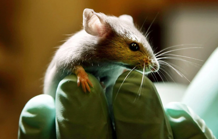 Scientists edit the genes of gut bacteria in living mice 