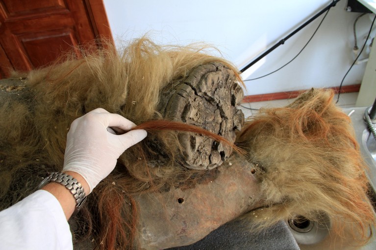 Una hembra de mamut lanudo tiene piernas pequeñas y una mano enguantada sostiene un mechón de pelo rojo al pie.