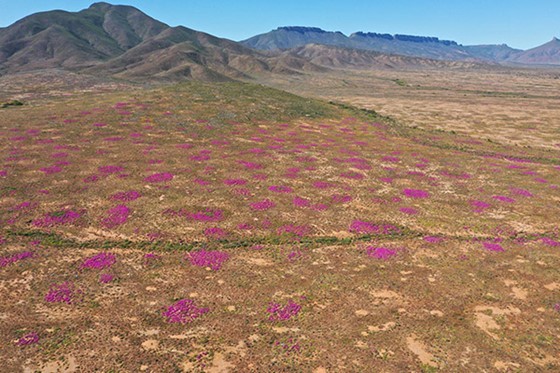 Manchas de flores de color púrpura salpican las laderas dispersas.