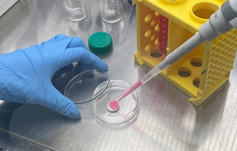 Close up of a researcher's gloved hands using a pipette to add a pink substance to a Petri dish.