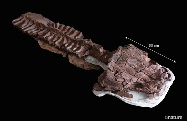 The nearly complete and articulated skeleton of Gaiasia jennyae annotated with a scale.