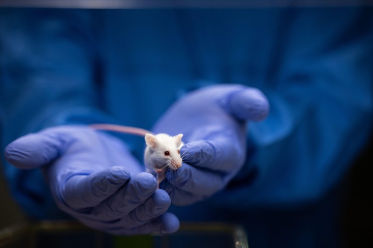 Close up of hands in blue nitrile gloves holding a white mouse