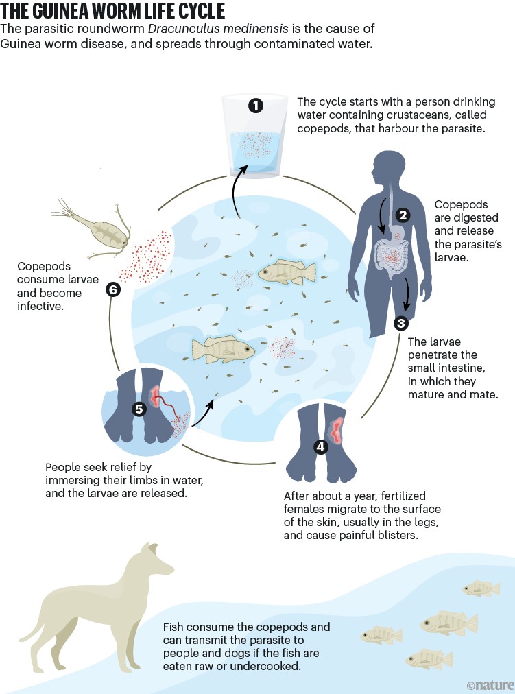Even with no drug or vaccine, eradication of Guinea worm is in sight