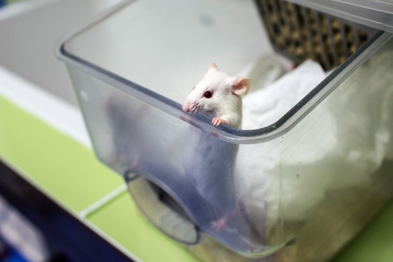 A white mouse hanging onto the edge of clear plastic container in a laboratory